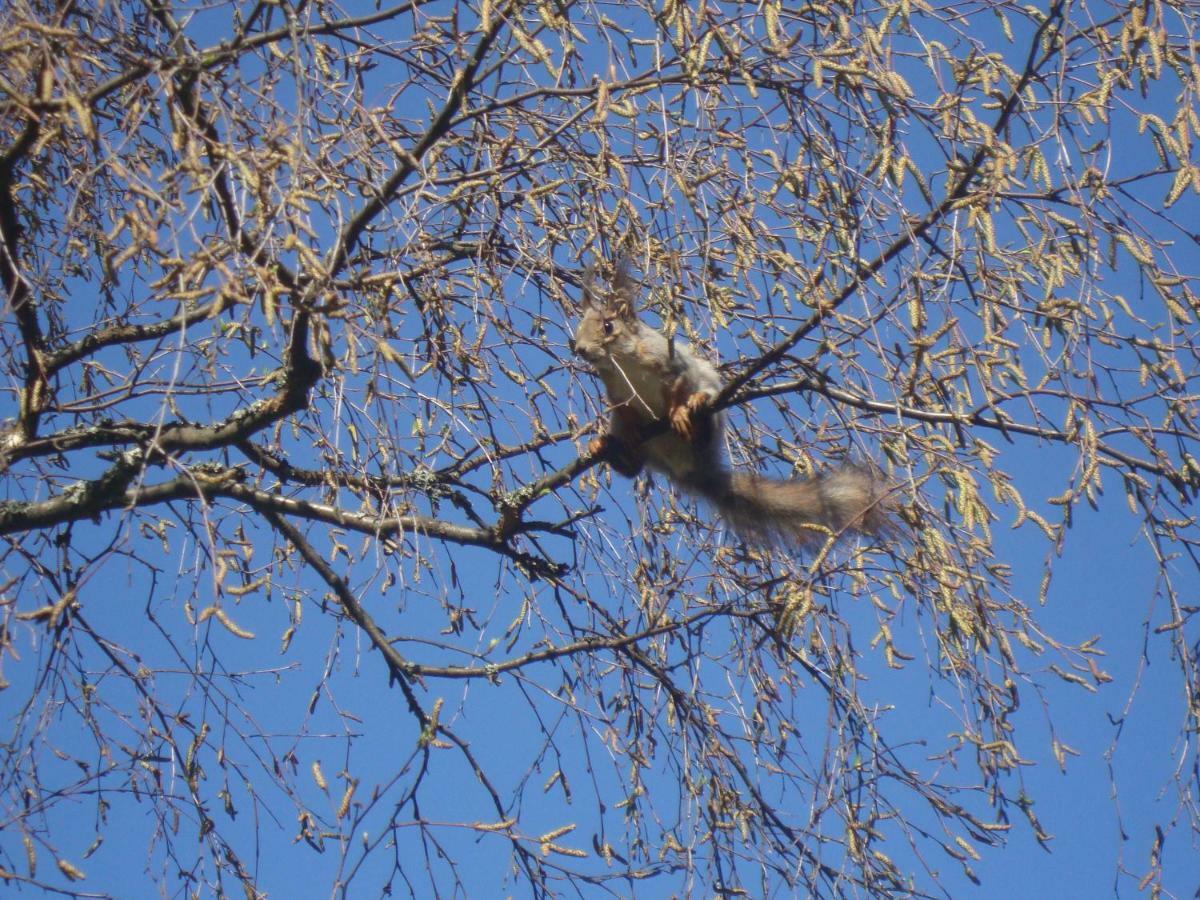 Moekki Etelaeranta Villa Mikkeli Bagian luar foto